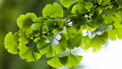 pafranyfenyo-ginkgo-biloba-magok-5-festoi-elokeloseg-w-042-052c_1_big