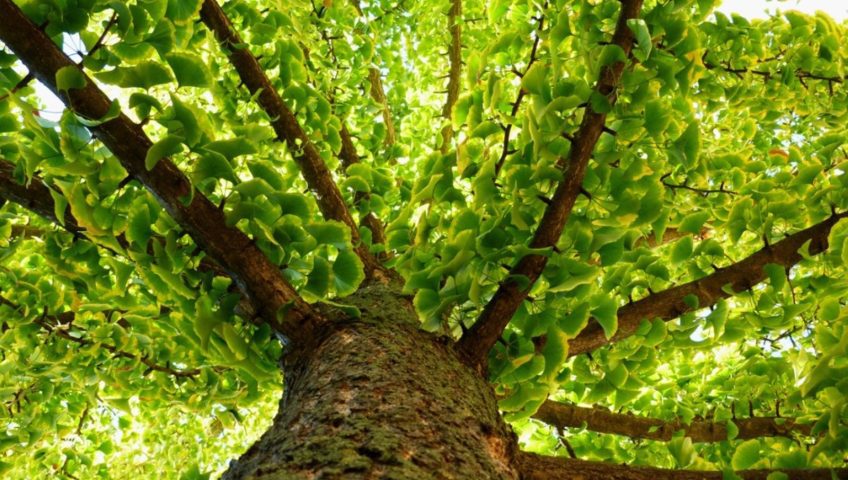 Ginkgo-Biloba-kiemelt-kép-848x480