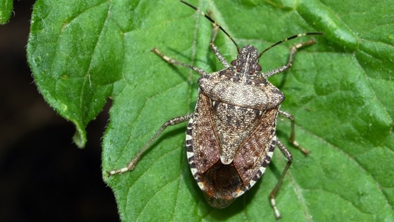 poloskatrukkok768-20200720